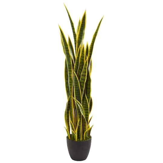 4ft. Potted Snake Plant